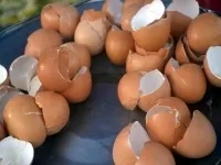 Яєчна шкаралупа користь і шкода, як приймати