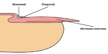 Хитрощі відносин з гель-лаком від професіоналів група манікюр, педикюр (манікюр) Хитрощі відносин з гель-лаком від професіоналів група манікюр, педикюр