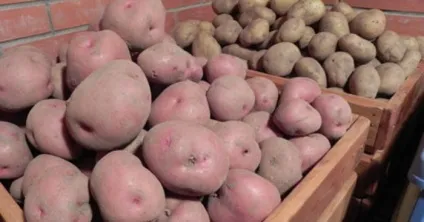 Зберігання картоплі в погребі гаража (погреби зберігання овочів) Зберігання картоплі в погребі гаража