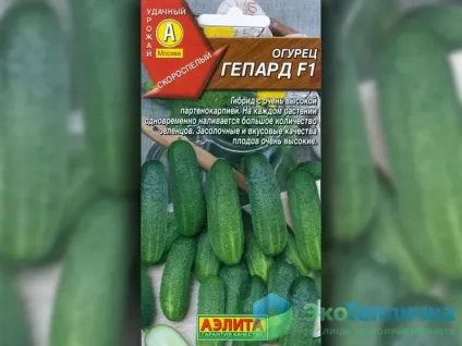 Холодостійкі сорти огірків для теплиці в сибіру (теплиці) Холодостійкі сорти огірків для теплиці в сибіру