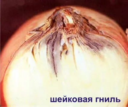 зберігання овочів