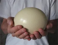 яйце страуса