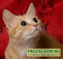 Загадки про кішку - дитячі загадки, ігри, шаради, казки і багато іншого чекає вас на нашому затишному (кішку) Загадки про кішку - дитячі загадки, ігри, шаради, казки і багато іншого чекає вас на нашому затишному