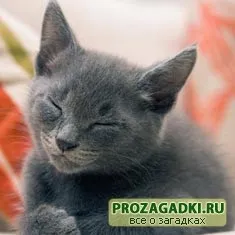 Загадки про кішку - дитячі загадки, ігри, шаради, казки і багато іншого чекає вас на нашому затишному (кішечку) Загадки про кішку - дитячі загадки, ігри, шаради, казки і багато іншого чекає вас на нашому затишному