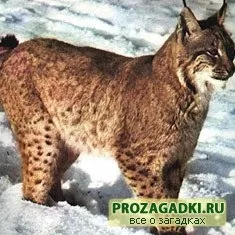Загадки про кішку - дитячі загадки, ігри, шаради, казки і багато іншого чекає вас на нашому затишному (кішку) Загадки про кішку - дитячі загадки, ігри, шаради, казки і багато іншого чекає вас на нашому затишному