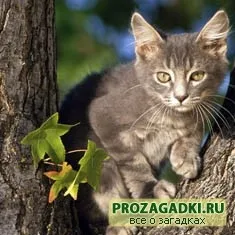 Загадки про кішку - дитячі загадки, ігри, шаради, казки і багато іншого чекає вас на нашому затишному (мордочка) Загадки про кішку - дитячі загадки, ігри, шаради, казки і багато іншого чекає вас на нашому затишному