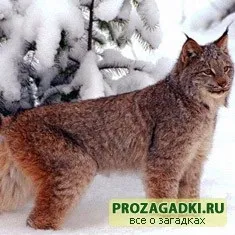 Загадки про кішку - дитячі загадки, ігри, шаради, казки і багато іншого чекає вас на нашому затишному (мордочка) Загадки про кішку - дитячі загадки, ігри, шаради, казки і багато іншого чекає вас на нашому затишному