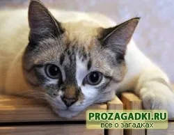 Загадки про кішку - дитячі загадки, ігри, шаради, казки і багато іншого чекає вас на нашому затишному (кішку) Загадки про кішку - дитячі загадки, ігри, шаради, казки і багато іншого чекає вас на нашому затишному