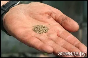 Яровизация насіння - що це таке (насіння овочів) Яровизация насіння - що це таке