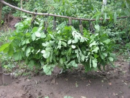 Заготівля віників для лазні, будівельний портал (віників) Заготівля віників для лазні, будівельний портал