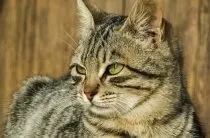 Запор у котів симптоми, лікування (запор) Запор у котів симптоми, лікування