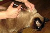 Запор у котів симптоми, лікування (запор) Запор у котів симптоми, лікування