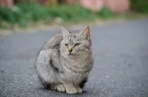 Запор у котів симптоми, лікування (запор) Запор у котів симптоми, лікування