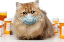 Запор у котів симптоми, лікування (симптоми) Запор у котів симптоми, лікування