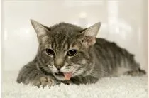 Запор у котів симптоми, лікування (запор котів симптоми) Запор у котів симптоми, лікування