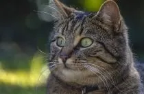Запор у котів симптоми, лікування (запор котів симптоми) Запор у котів симптоми, лікування