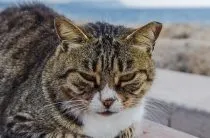 Запор у котів симптоми, лікування (котів) Запор у котів симптоми, лікування