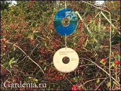 Захист врожаю від птахів за допомогою cd дисків (птахів) Захист врожаю від птахів за допомогою cd дисків