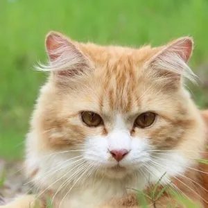 Запор у котів симптоми, лікування (запор) Запор у котів симптоми, лікування