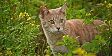 Запор у котів симптоми, лікування (котів) Запор у котів симптоми, лікування