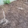 Земля під паром - благо чи шкода (земля) Земля під паром - благо чи шкода
