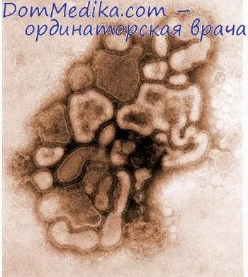 Жири в сечі