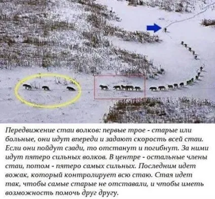 Жити по-вовчому, це як Жити по-вовчому, це як
