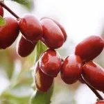 Зизифус - користь і шкода, корисні властивості і протипоказання (корисні) Зизифус - користь і шкода, корисні властивості і протипоказання