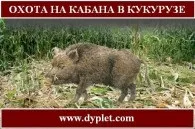 життя кабана