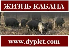 життя кабана
