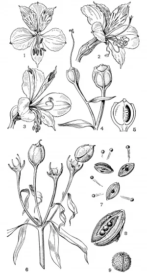 ЖР) сімейство альстремерієві (alstroemeriaceae) (або angiospermae)) ЖР) сімейство альстремерієві (alstroemeriaceae)