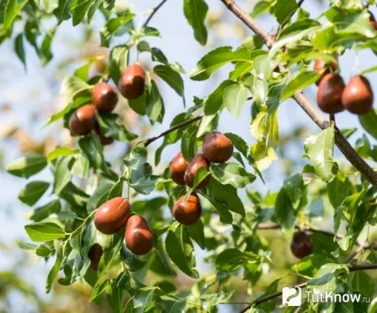 Зизифус склад, калорійність, користь, рецепти (склад) Зизифус склад, калорійність, користь, рецепти