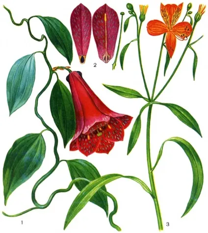 ЖР) сімейство альстремерієві (alstroemeriaceae) ((ЖР) сімейство цибульні (alliaceae)) ЖР) сімейство альстремерієві (alstroemeriaceae)