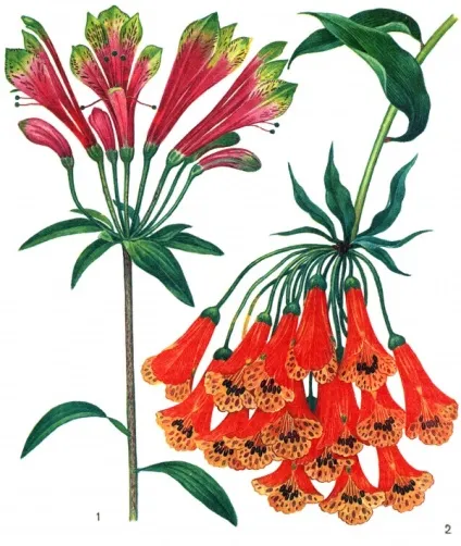 ЖР) сімейство альстремерієві (alstroemeriaceae) (золотиста Alstroemeria aurantiaca) ЖР) сімейство альстремерієві (alstroemeriaceae)