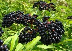 Застосування чорної бузини в народній медицині