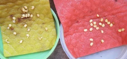 Пророщування насіння перцю в домашніх умовах (умовах) Пророщування насіння перцю в домашніх умовах