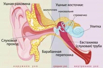 Продування вух по Політцеру і відновлення прохідності слухових труб (продування) Продування вух по Політцеру і відновлення прохідності слухових труб