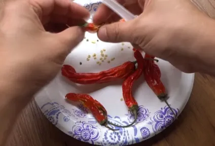 Пророщування насіння перцю перед посадкою своїми руками! (Перед) Пророщування насіння перцю перед посадкою своїми руками!