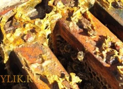 Застосування прополісу для лікування очей рецепти та відгуки, фото і відео (прополісу) Застосування прополісу для лікування очей рецепти та відгуки, фото і відео