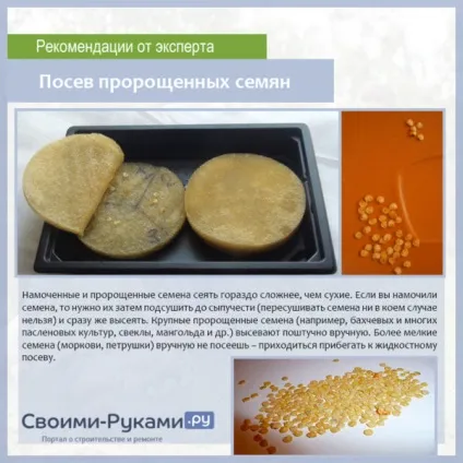 Пророщування насіння перцю перед посадкою своїми руками! (Насіння) Пророщування насіння перцю перед посадкою своїми руками!