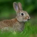 12 Цікавих фактів про тарантулів (тарантул) 12 Цікавих фактів про тарантулів