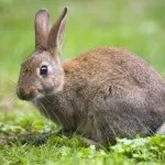 12 Цікавих фактів про тарантулів (тарантулів) 12 Цікавих фактів про тарантулів