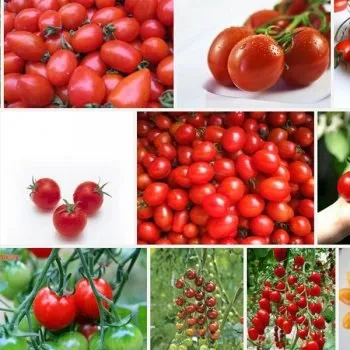 10 Самих корисних овочів