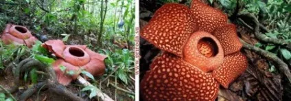 10 Самих дивних рослин землі - джерело гарного настрою