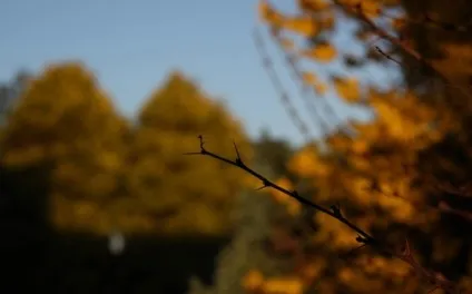 5 Простих кроків до розуміння діафрагми, soohar - уроки по фотошопу 3d графіку і фотографії