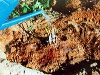 Агротехніка вирощування лілійників (лілійників) Агротехніка вирощування лілійників