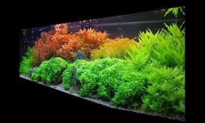 акваріумні рослини