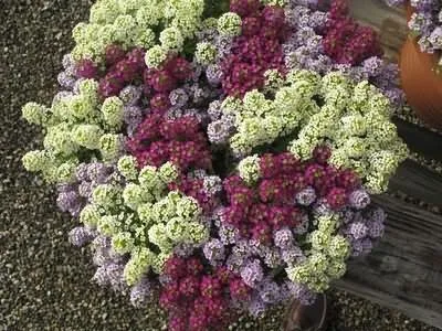 Алиссум вирощування з насіння фото (насіння) Алиссум вирощування з насіння фото