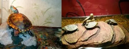 Акваріум для красноухой черепахи, як облаштувати (красноухой) Акваріум для красноухой черепахи, як облаштувати