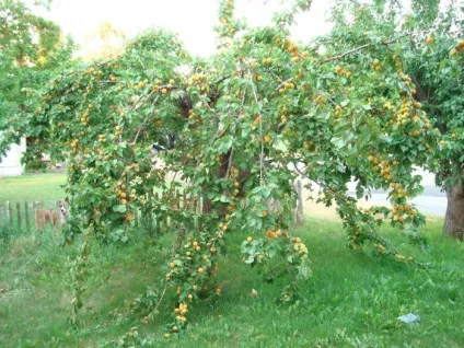 Абрикос на Уралі вирощування і догляд (урале) Абрикос на Уралі вирощування і догляд